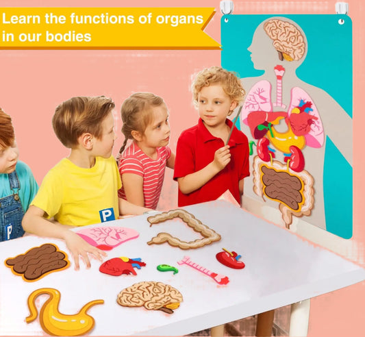 📚 Montessori Human Body Quiet Book – Toddler Anatomy Learning Toy 📚