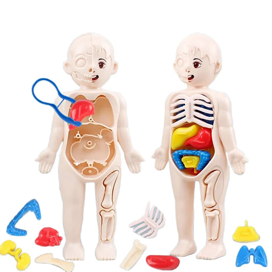 🧠 13PCS Human Body Anatomy Model – Montessori Science Toy for Kids 🏥